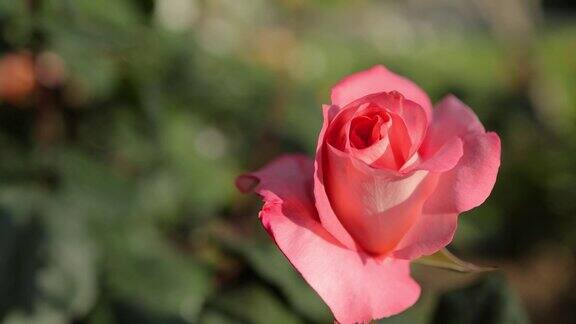 花园里开着粉红色的玫瑰花