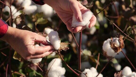 盛开的棉花地里劳作那个女人在日落时分摘棉花农业和纺织工业