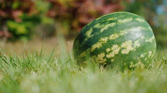 草地上躺着一个大西瓜背景很模糊极好的收成巨大的水果概念