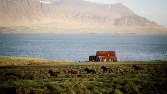 美丽的北方自然景观一群冰岛野马在老房子附近的田野上奔跑
