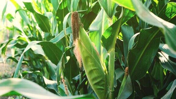 农业耕地中秸秆上的绿玉米