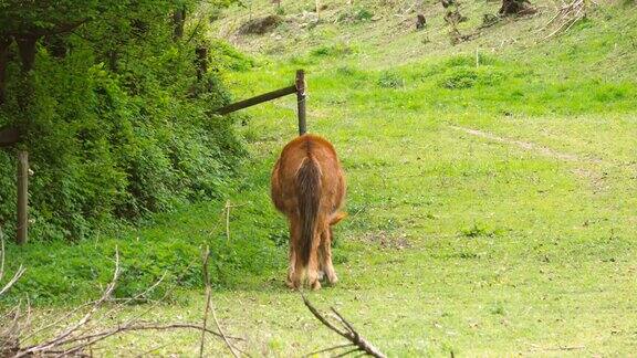 棕色的马在乡下绿色的草地上吃草