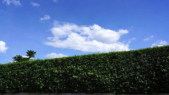 绿叶墙在蓝天白云上