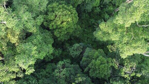 俯瞰郁郁葱葱的热带雨林马来西亚美丽的森林