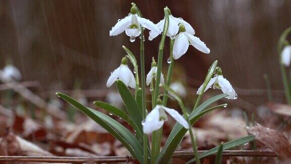 春雨期间森林中盛开着雪白的雪花莲花