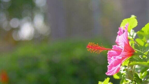 粉红色的芙蓉花绽放在4k慢镜头60帧