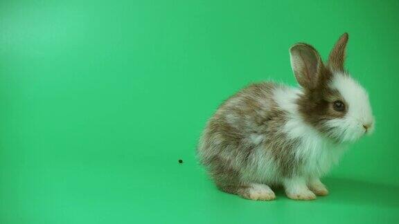 可爱的小兔子在绿色的背景上留下了粪便