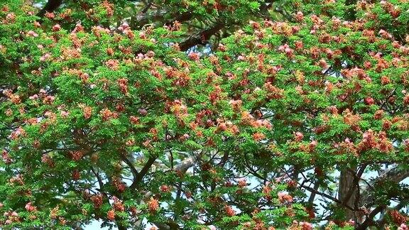 淘雨树有粉红色的花朵盛开和蓝天背景在秋天的季节
