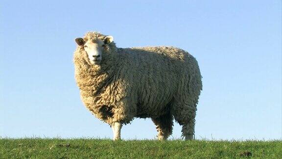 绵羊吃草和看+近距离从头部