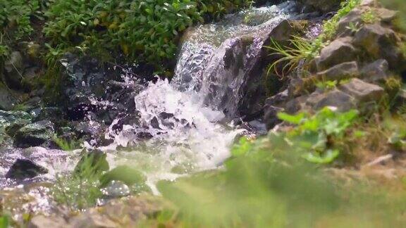 自然纯净的原水在森林中流动慢动作180帧秒