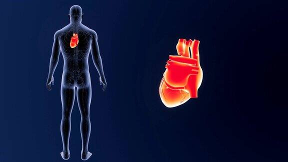 人的心脏与循环系统相结合