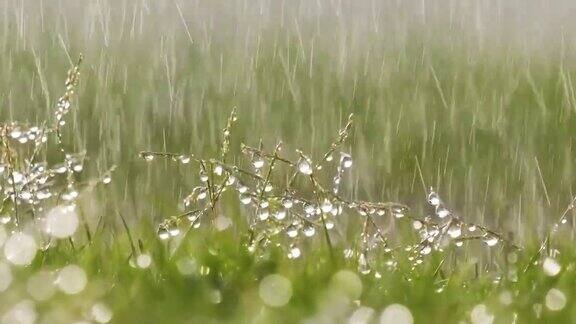 夏天雨滴落在绿草上的特写