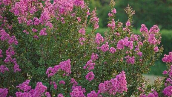 Lagerstroemia植物开花