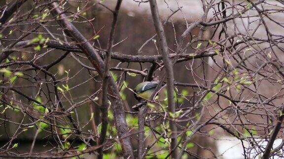忙碌的煤山雀小鸣鸟在树上春意盎然蓝大山雀(Parusmajor)在树枝上吃核桃豆