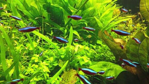 生长着绿色水下植物的热带鱼