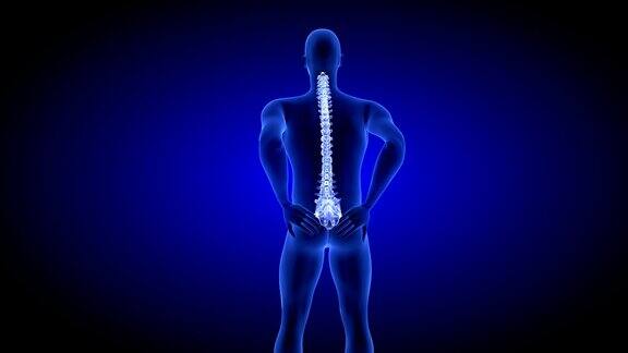 健康的脊椎脊椎疼痛健康蓝色人体解剖身体3D扫描渲染在蓝色背景