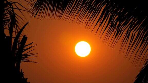 巨大的夕阳红太阳在棕榈叶的背景下