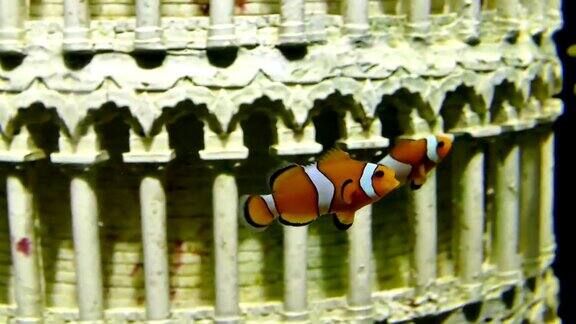 小丑鱼或海葵鱼在鱼缸里游泳