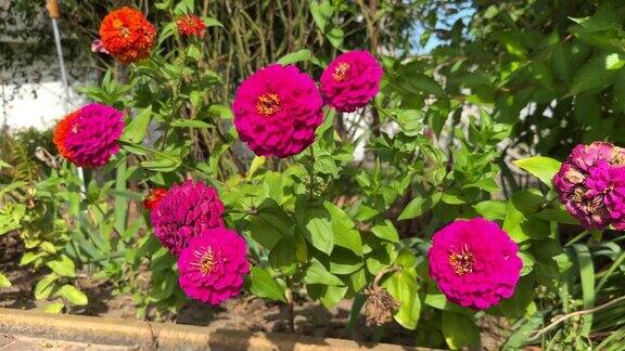 花园中常见的粉红色百日菊