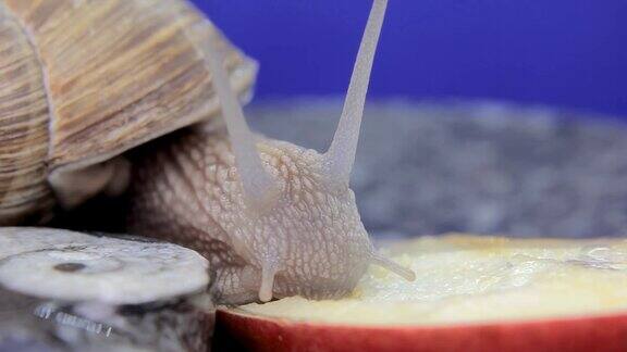 蜗牛第一次吃苹果