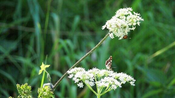 伞形花属植物上的一种蝴蝶和刺猬蝇
