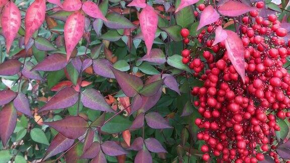 熊莓棉复活节的鲜红色浆果