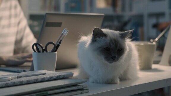 猫躺在桌子上女人用笔记本电脑工作