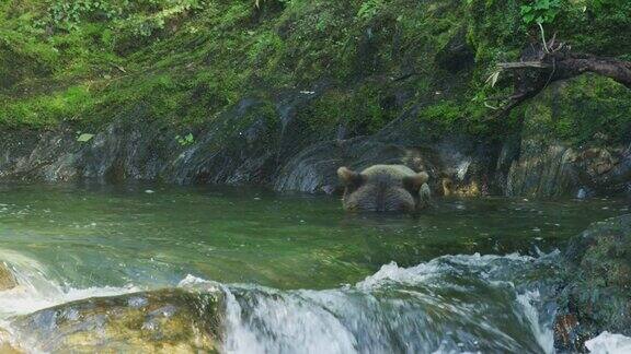 熊把头伸进河里找鱼