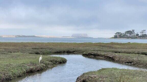 加州中部自然保护区的大白鹭和鸭子