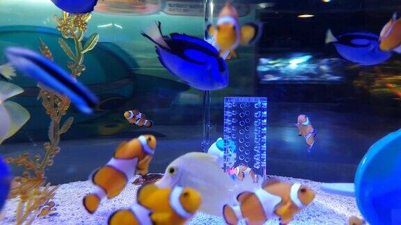 一个充满童趣气氛的水族馆里有各种色彩斑斓的漂亮的鱼