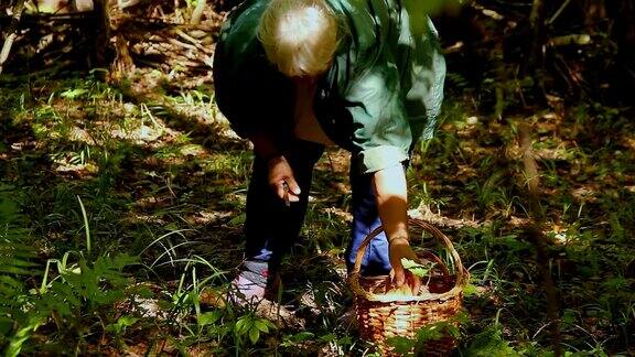 一位老妇人在森林里采蘑菇