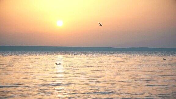 黄昏海鸥在水面上慢镜头地飞翔