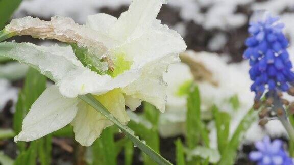 雪下的水仙花