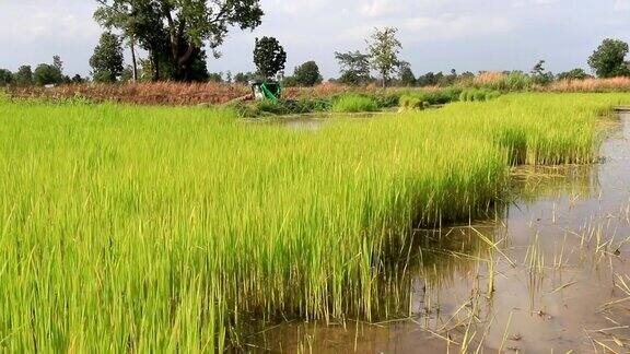 绿色水稻农场