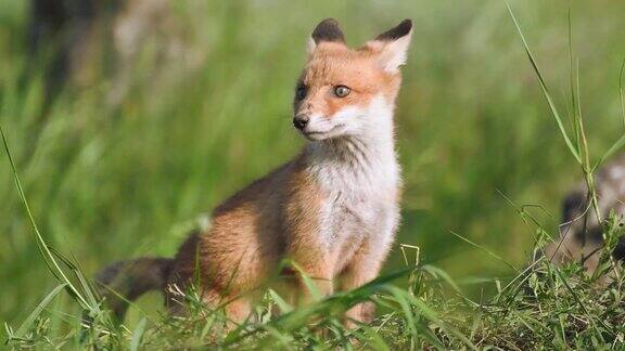 可爱的小红狐坐在草地上四处张望Vulpes