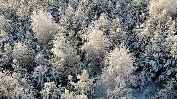无人机拍摄空中积雪覆盖的树木