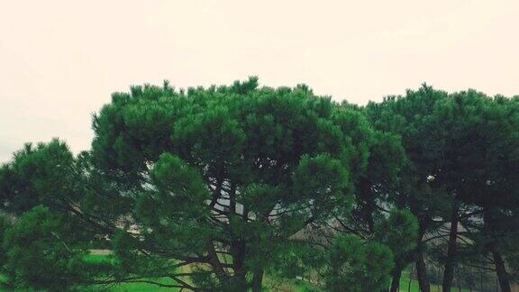 美丽的山谷和松树
