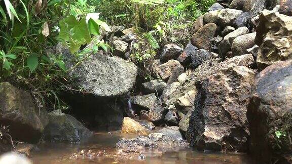 雨林中的一条小溪