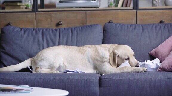 金毛猎犬小狗在沙发上撕纸