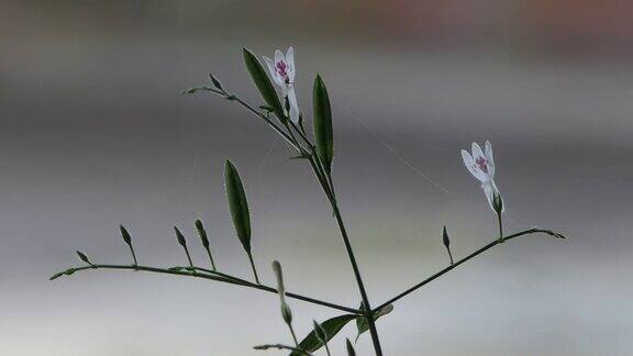 有机蔬菜园穿心莲乔木