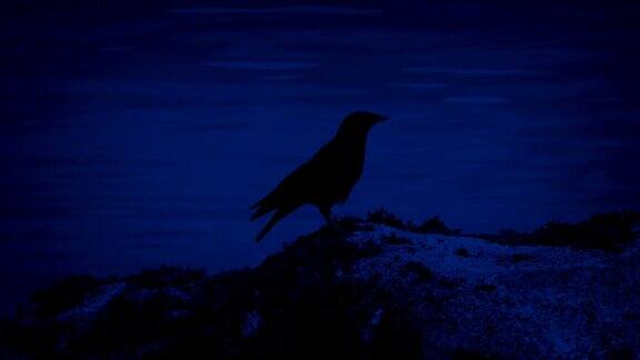 鸟儿在夜晚飞到水边的岩石上
