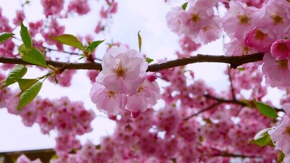 粉红色的樱花春天盛开的树用粉红色的花瓣