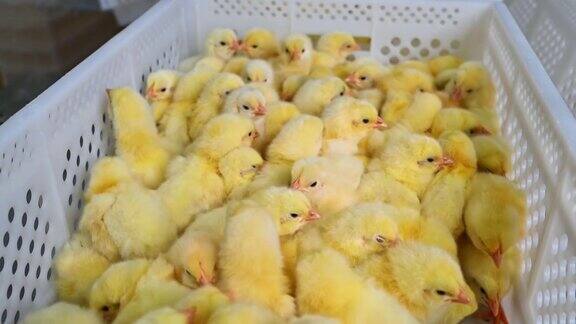 有趣的黄色小鸡在养鸡场的白色盒子里家禽加工厂的许多抽屉里装着刚出生的小鸡可爱的毛绒动物在塑料容器