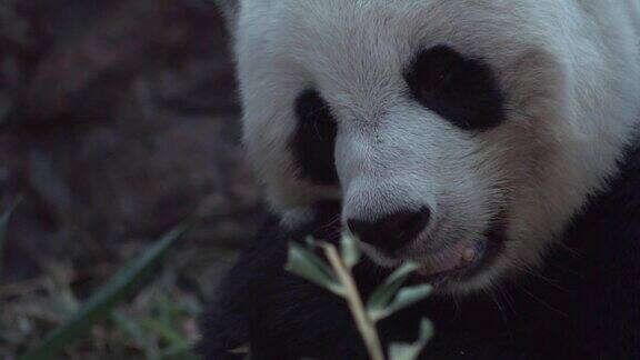 熊猫在吃食物近距离看