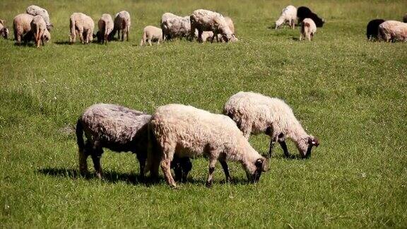 羊在绿油油的草地