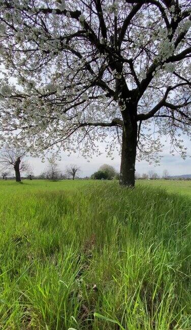 在盛开的樱桃树下绿色的春天草地