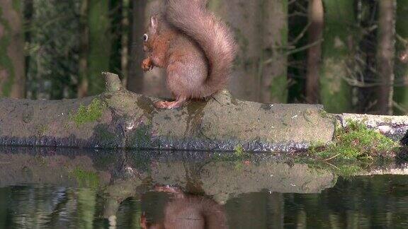 红松鼠坐在一根圆木上吃榛子旁边是一潭死水