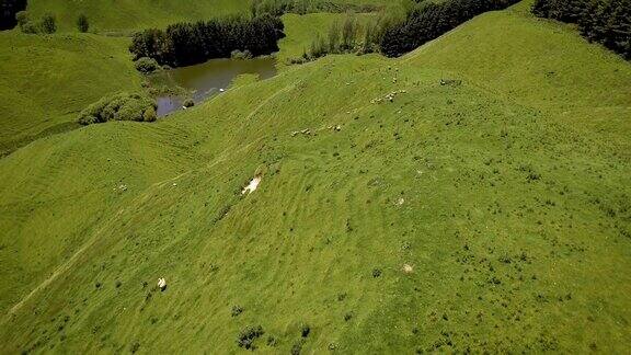 鸟瞰图美丽的绵羊农场与起伏的山在罗托鲁瓦新西兰