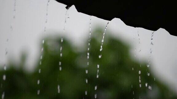 大雨从树根顶部倾泻而下