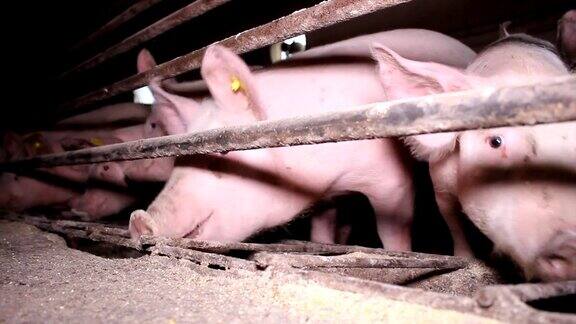 农场里的猪群在进食